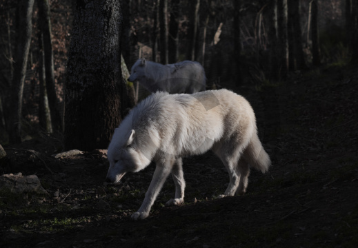 Loup blanc