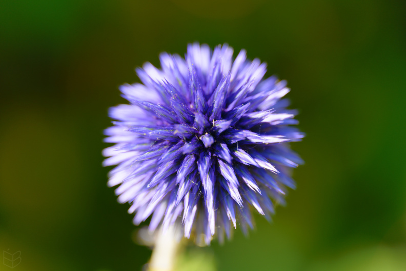 _1018286small1.jpg