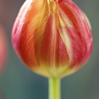  DSC6532small008