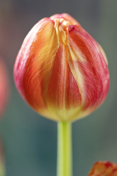 _DSC6532small008.jpg