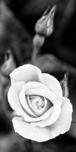 _DSC1470small009.jpg