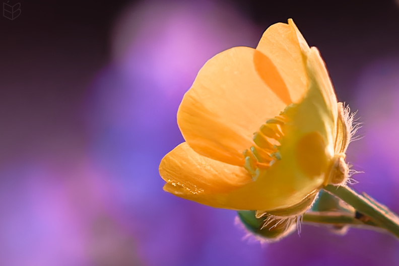 _DSC1065small009.jpg
