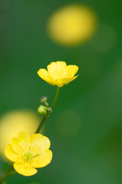 _DSC1391small009.jpg