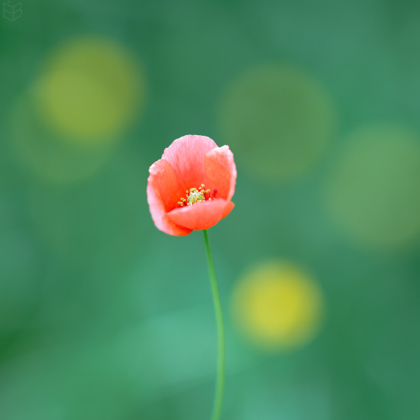 _DSC1851small009.jpg