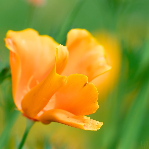 _DSC2199small009.jpg