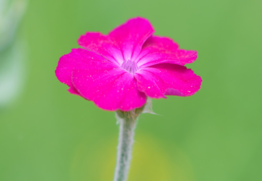  DSC2796small009