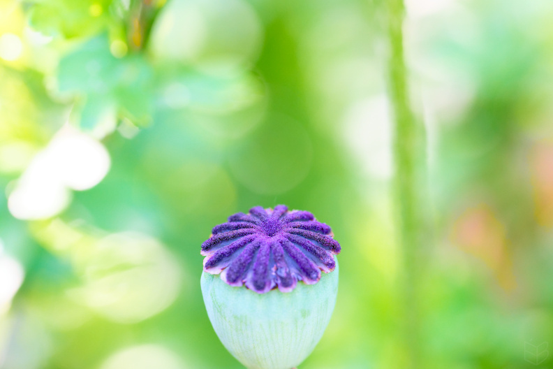 _DSC2850small009.jpg