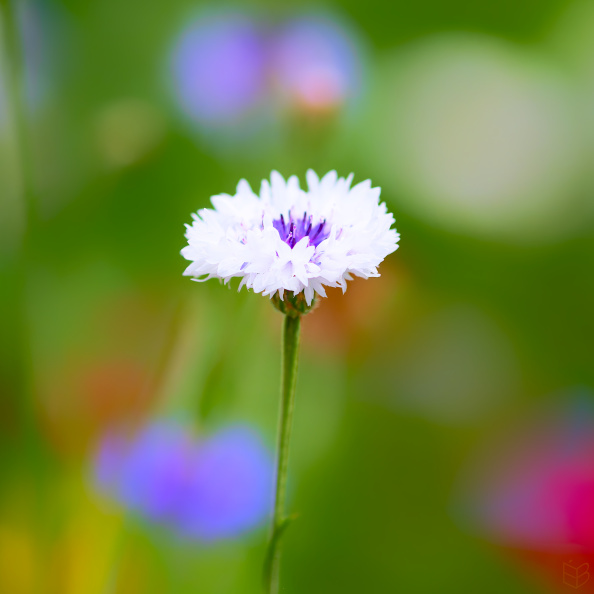 _DSC5002small1.jpg