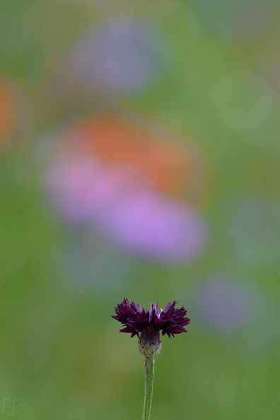 _DSC5406small22.jpg