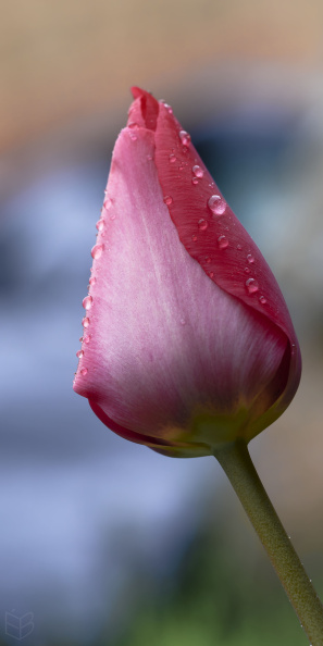 _DSC4361small22.jpg