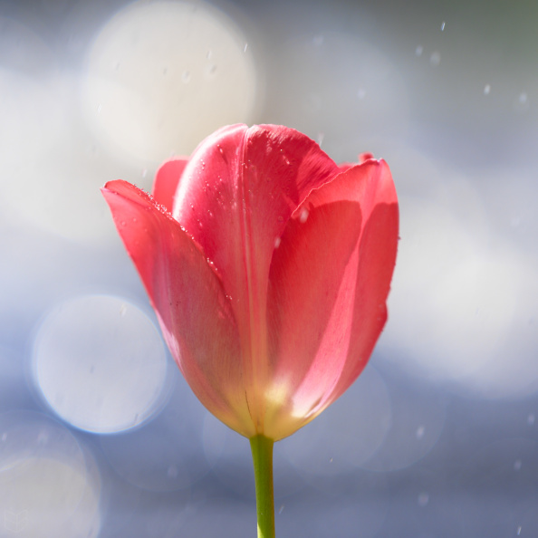 _DSC4593small27.jpg