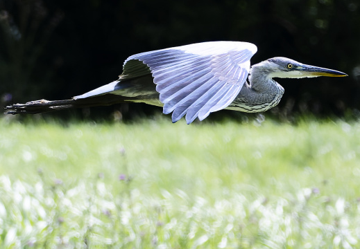 Oiseaux