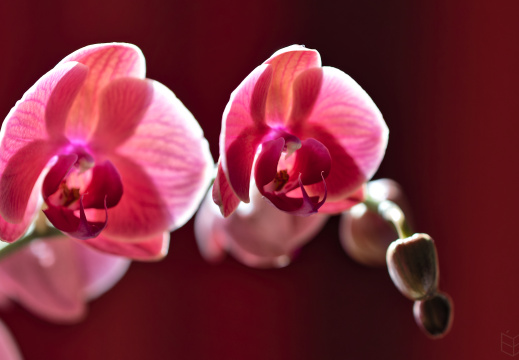 Belles couleurs