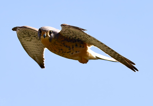 Tête en l'air