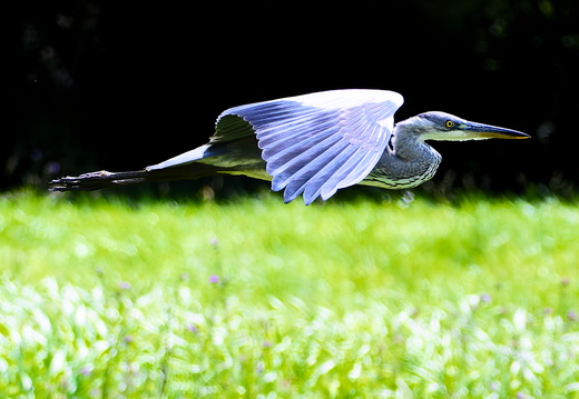  DSC5537small1111