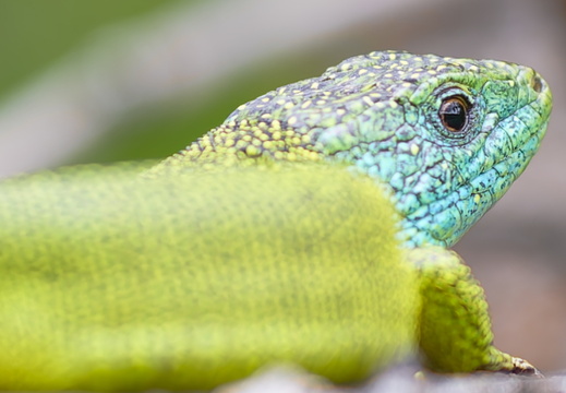Animaux