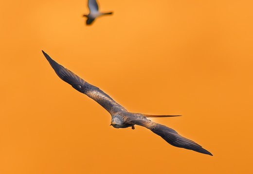 Tête en l'air