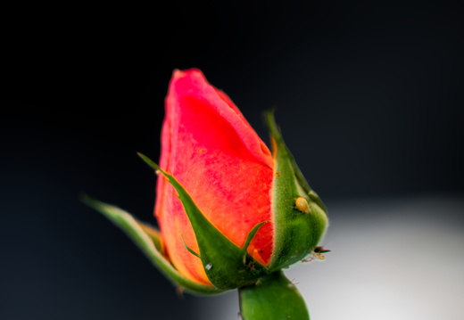 Belles couleurs
