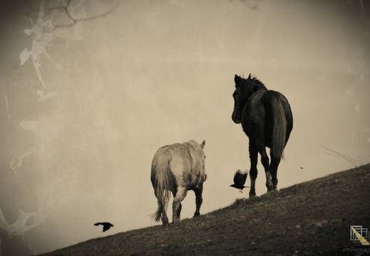 Animaux