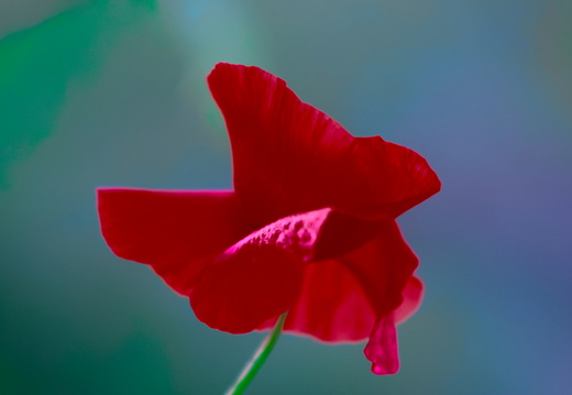 Belles couleurs