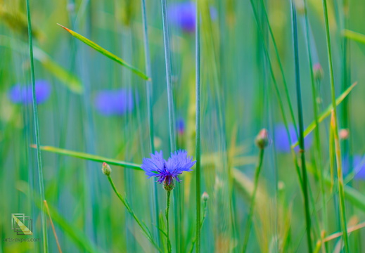 Belles couleurs