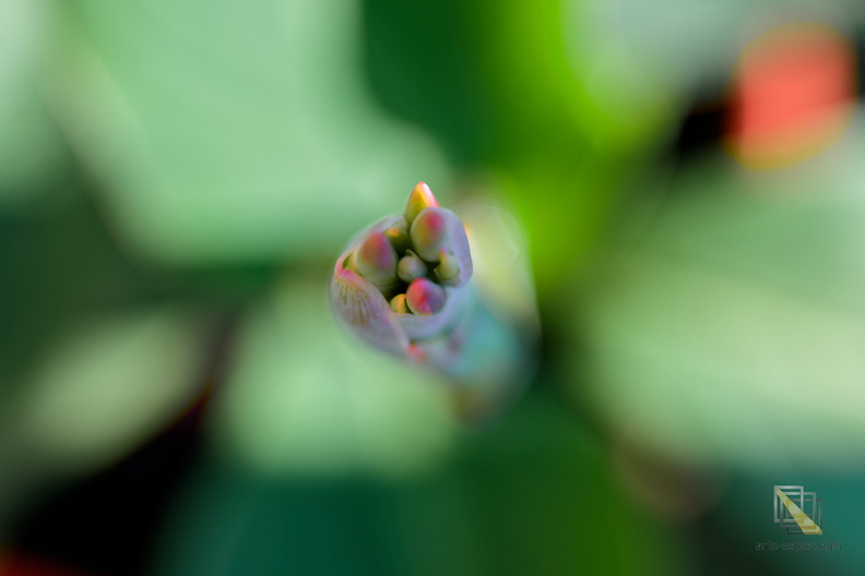 DSC_6274P01.jpg