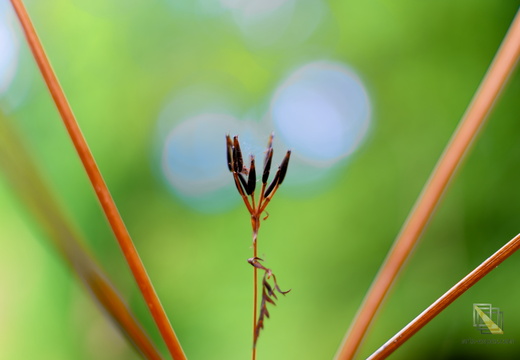 DSC 6300P01