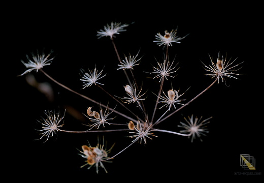 DSC 6392P01