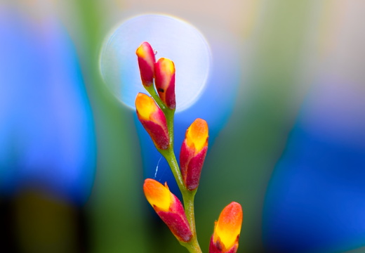 Belles couleurs