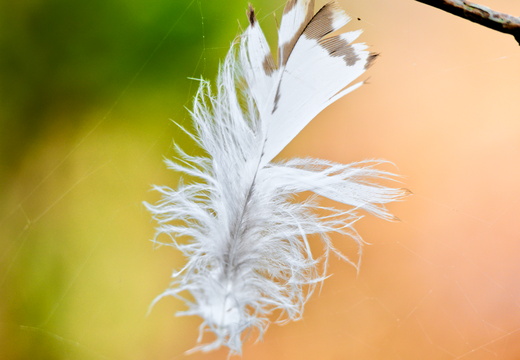 DSC 7892P01