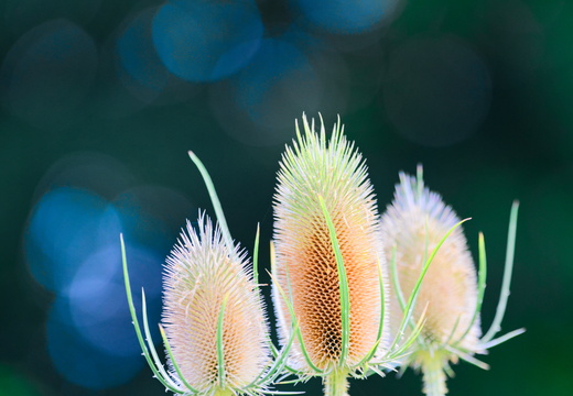 Belles couleurs