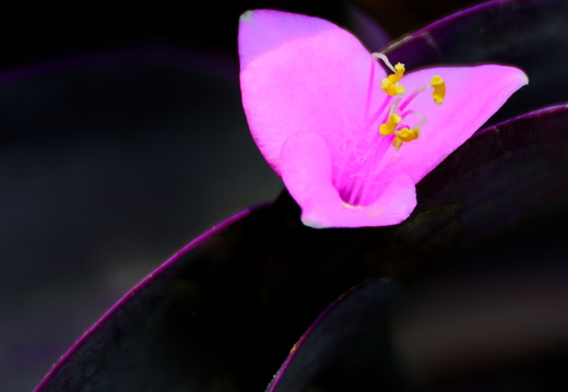 DSC 8530small1