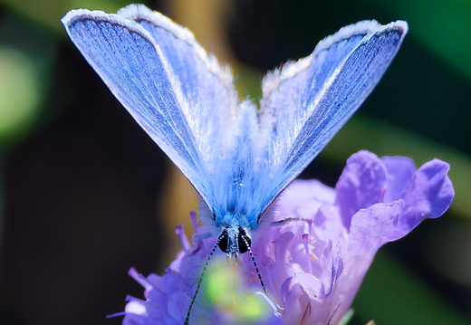 Papillons