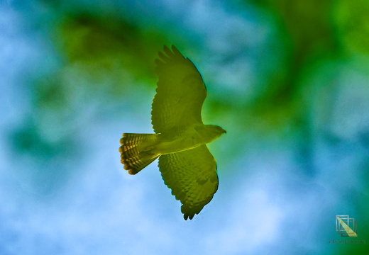 DSC 0340P02