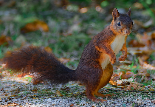 Animaux